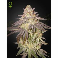 Black Toffee Auto, Фасовка: 3